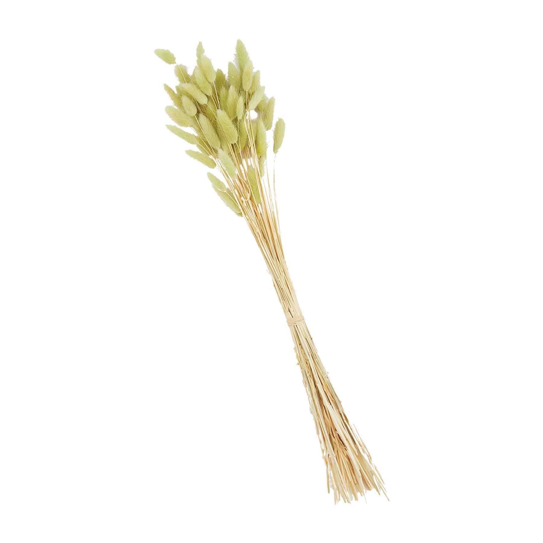 Green Bunny Tail Grass Bundle Main image