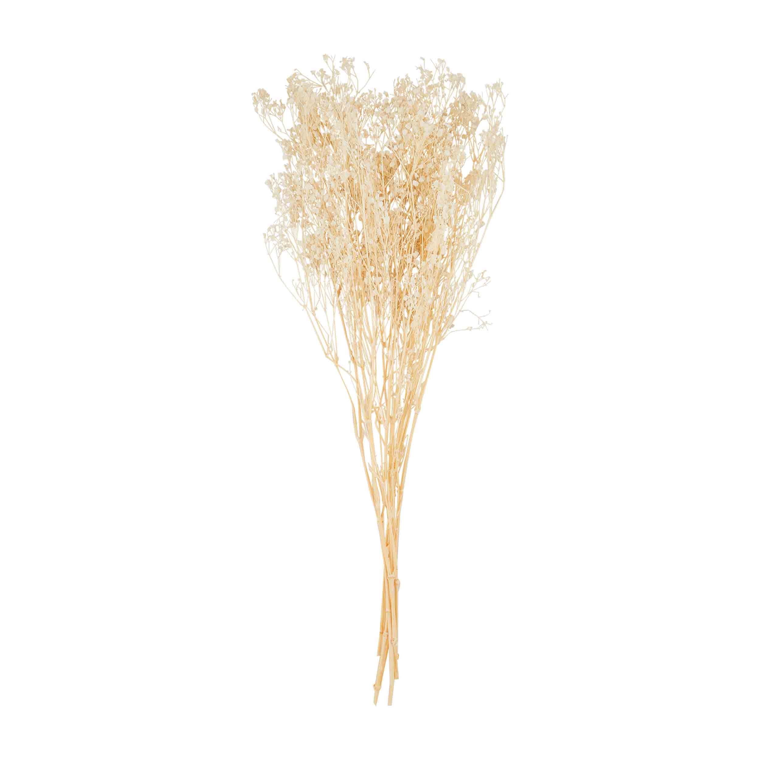 Baby's Breath Bundle